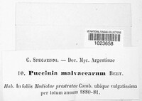 Puccinia malvacearum image